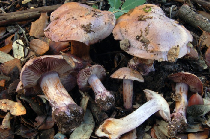 Cortinarius cf. purpurascens